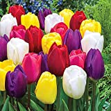 Bulbes à Fleures (10 X Tulipes TRIUMPH en mélange)